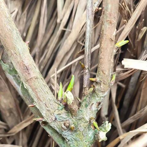 邵阳今日大雪最新消息,邵阳市今日天气预报